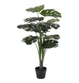 Monstera