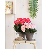 KantoormeubelenPlus Begonia Kunstplant in Bloempot Stan - H30 x Ø25 cm - Donkerroze
