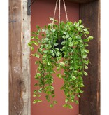 KantoormeubelenPlus Ficus Kunst Hangplant - H81 cm - Groen