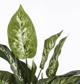 KantoormeubelenPlus Dieffenbachia Kunstplant in Bloempot Stan - H70 x Ø55 cm - Groen