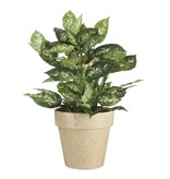 KantoormeubelenPlus Dieffenbachia Kunstplant in Bloempot Stan - H70 x Ø55 cm - Groen