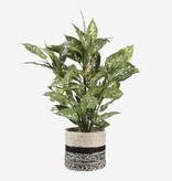 KantoormeubelenPlus Dieffenbachia Kunstplant in Bloempot Stan - H70 x Ø55 cm - Groen