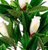 Magnoliaboom