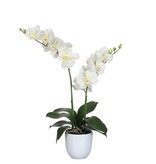 KantoormeubelenPlus Phalaenopsis Kunstplant in Bloempot Tusca - H66 x Ø38 cm - Crème