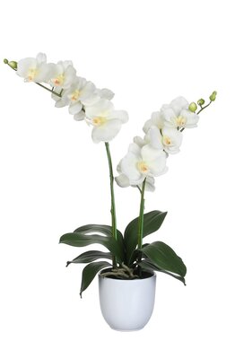 KantoormeubelenPlus Phalaenopsis Kunstplant in Bloempot Tusca - H66 x Ø38 cm - Crème
