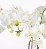 KantoormeubelenPlus Phalaenopsis Kunstplant in Bloempot Tusca - H66 x Ø38 cm - Crème