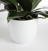 KantoormeubelenPlus Phalaenopsis Kunstplant in Bloempot Tusca - H66 x Ø38 cm - Crème