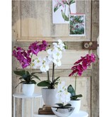 KantoormeubelenPlus Phalaenopsis Kunstplant in Bloempot Tusca - H66 x Ø38 cm - Crème
