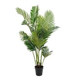 Areca palm