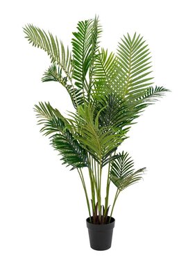 KantoormeubelenPlus Areca palm