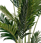Areca palm