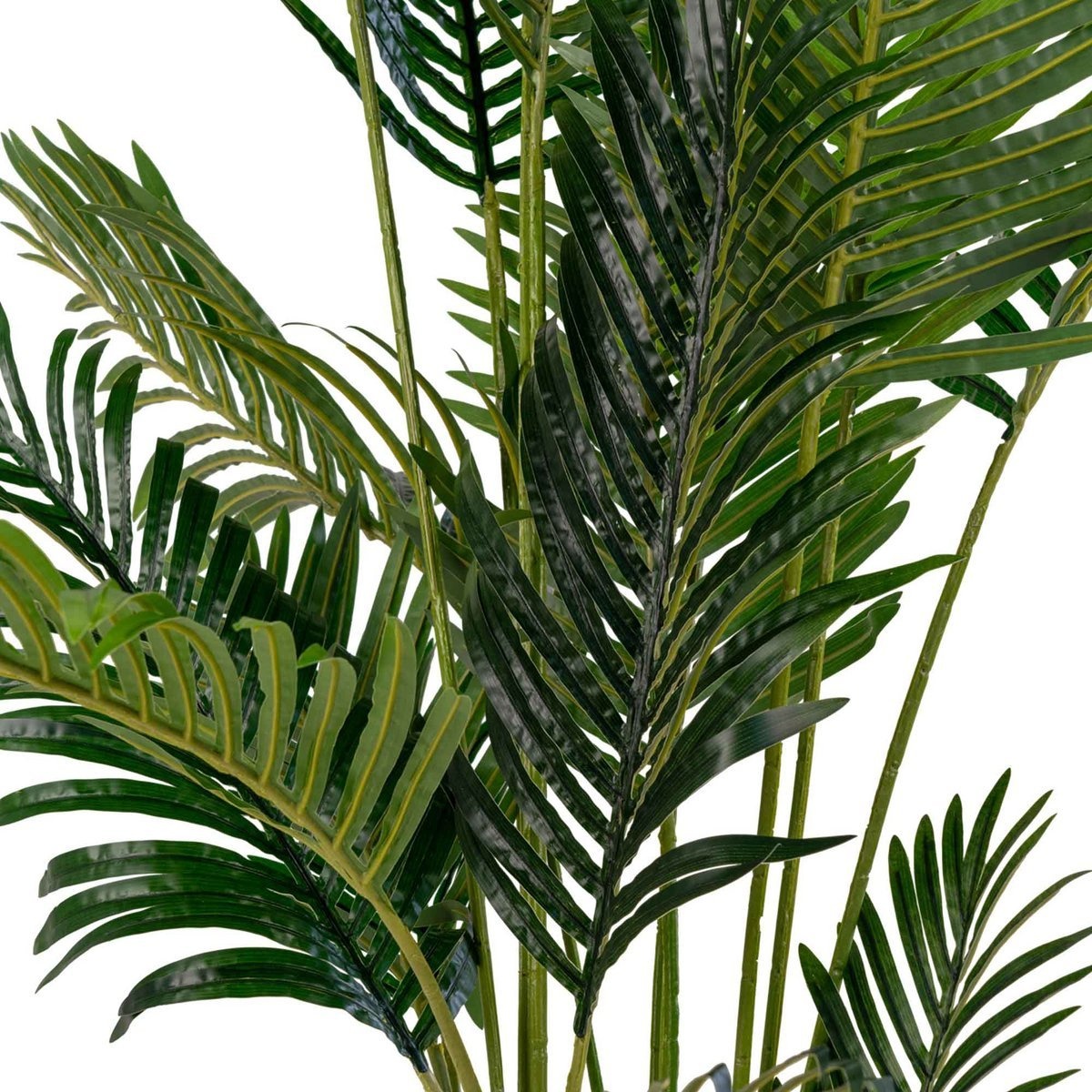 KantoormeubelenPlus Areca palm