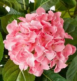 VidaXL Hortensia Kunstplant in Bloempot Stan - H45 x Ø45 cm - Roze