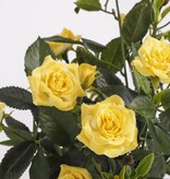 VidaXL Rozenstruik Kunstplant in Bloempot Stan - H33 x Ø25 cm - Geel