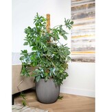VidaXL Plantenbak Groove 35x34 cm antracietkleurig