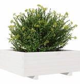 VidaXL Plantenbak 70x70x26,5 cm massief grenenhout wit