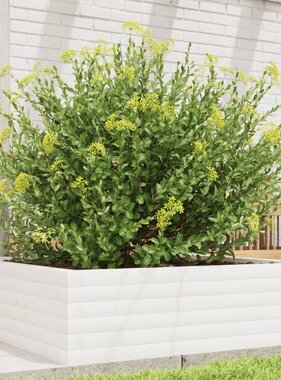 VidaXL Plantenbak 80x80x23 cm massief grenenhout wit