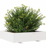 VidaXL Plantenbak 100x100x26,5 cm massief grenenhout wit
