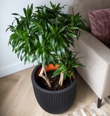VidaXL Plantenbak Groove 43x41 cm zwart