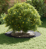 VidaXL Kunststoffen Planter Anthraciet Kunststof Groot Anthraciet Plant