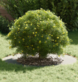 VidaXL Gegalvaniseerde Plantenbak Gegalvaniseerd Metaal Groot Duurzaam