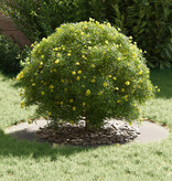 VidaXL Roestvrijstalen Plantpot Roestvrijstaal Groot Duurzaam Rond