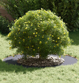 VidaXL Anthraciet Planter Anthraciet Kunststof Groot Grote planter