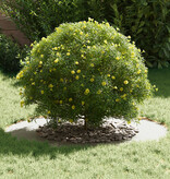 VidaXL Plastic Plantenbak Set Wit Kunststof Groot Planten