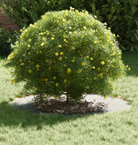 VidaXL Gegalvaniseerde Metalen Plantenbak Gegalvaniseerd