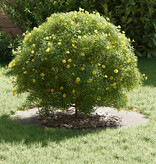 VidaXL Plantenring Roestvrijstaal Groot Duurzaam Circulair