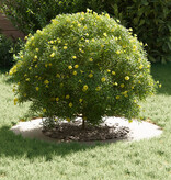 VidaXL Kunststof Plantenbak Wit Kunststof Middelgroot Duurzaam ROND