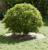 VidaXL Keramische Plantenpot Wit Keramiek Groot Cirkelvormig