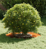 VidaXL Corten Stalen Planter Corten staal Groot Decoratieve Inlays