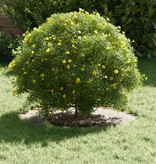 VidaXL Roestvrijstalen Planter Roestvrijstaal Middelgroot