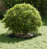 VidaXL Kunststof Plantenbak Olijfgroen Kunststof Groot Plantenbak