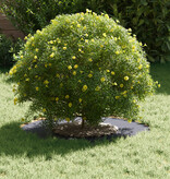 VidaXL Anthraciete Plantenpot Anthraciet Kunststof Groot