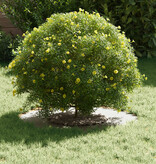 VidaXL Keramische Plantenbak Wit Keramiek Groot Rond Modern