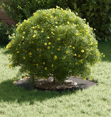 VidaXL Plastic Plantenbakken Zwart Plastic Middelgroot Stapelbaar