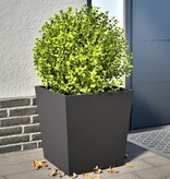 VidaXL Plantenbakken 2 st 50x50x50 cm staal zwart