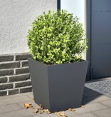 VidaXL Plantenbak 40x40x40 cm staal antracietkleurig