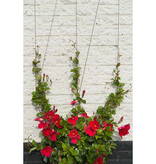 Spandraadsysteem voor klimplanten 6040760