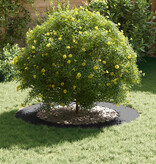 VidaXL Platte Boomringen 5 pcs Antraciet Ø60 / 90 cm Staal