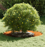 VidaXL Platte boomring Bruin Ø40 / 70 cm Cortenstaal