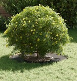 VidaXL Platte boomring Zwart Ø30 / 60 cm Staal