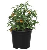 VidaXL Bloempot 50 pcs Zwart Ø 15 x 12.5 cm Kunststof