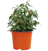 VidaXL Bloempot 50 pcs Keramiek Ø 15 x 12.5 cm Kunststof