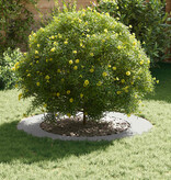 VidaXL geschikt voor platte boomring Wit Ø60 / 90 cm Staal