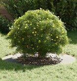 VidaXL geschikt voor platte boomring Zilver Ø50 / 80 cm