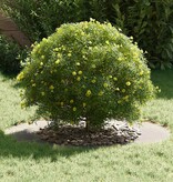 VidaXL geschikt voor platte boomringen 5 pcs Zilver Ø50 / 80 cm