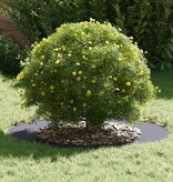 VidaXL geschikt voor platte boomringen 5 pcs Antraciet Ø50 / 80 cm Staal